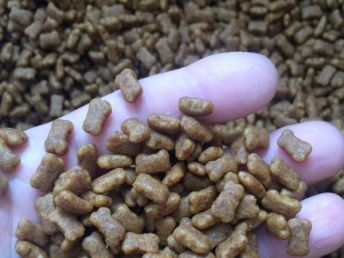 自制狗粮指南 上海宠物食品与用品推荐